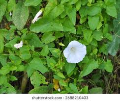 Attēlu rezultāti vaicājumam “Calystegia inflata leaf”
