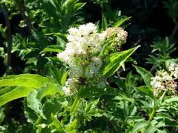 Attēlu rezultāti vaicājumam “Sambucus racemosa”