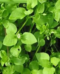 Attēlu rezultāti vaicājumam “Stellaria media”