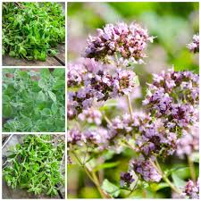 Attēlu rezultāti vaicājumam “Origanum majorana flower”