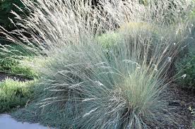 Attēlu rezultāti vaicājumam “Helictotrichon pratense leaf”