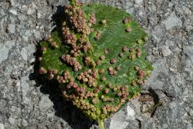Attēlu rezultāti vaicājumam “Eriophyes laevis”