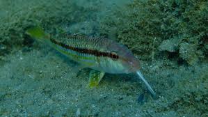 Image result for Mullus surmuletus