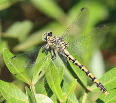 Attēlu rezultāti vaicājumam “Onychogomphus forcipatus”