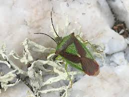 Attēlu rezultāti vaicājumam “Acanthosoma haemorrhoidale”