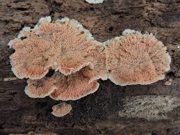 Attēlu rezultāti vaicājumam “Phlebia tremellosa”