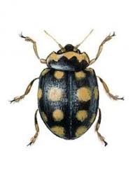 Attēlu rezultāti vaicājumam “Coccinula quatuordecimpustulata”