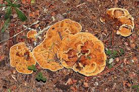 Attēlu rezultāti vaicājumam “Onnia tomentosa”