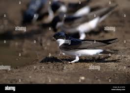 Attēlu rezultāti vaicājumam “Delichon urbicum”