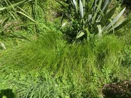 Attēlu rezultāti vaicājumam “Puccinia agrostidis”