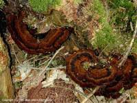 Attēlu rezultāti vaicājumam “Ischnoderma benzoinum”