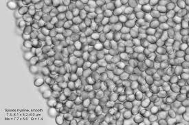 Attēlu rezultāti vaicājumam “Pilobolus crystallinus”