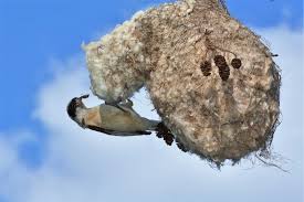 Attēlu rezultāti vaicājumam “Remiz pendulinus nest”