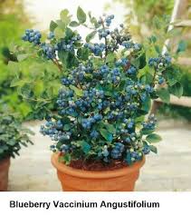 Attēlu rezultāti vaicājumam “Vaccinium angustifolium”