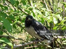 Attēlu rezultāti vaicājumam “Corvus cornix juvenile”