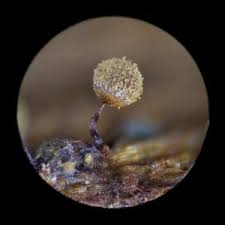 Attēlu rezultāti vaicājumam “Cribraria vulgaris macro”