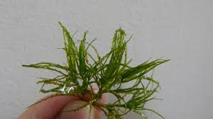 Attēlu rezultāti vaicājumam “Najas minor”