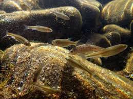 Image result for Squalius vardarensis