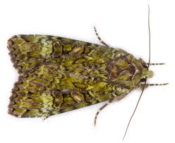 Attēlu rezultāti vaicājumam “Anaplectoides prasina”