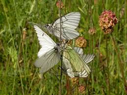 Attēlu rezultāti vaicājumam “Aporia crataegi female”