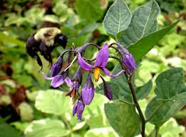Attēlu rezultāti vaicājumam “Solanum dulcamara flower”