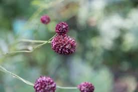 Attēlu rezultāti vaicājumam “Sanguisorba officinalis bud”