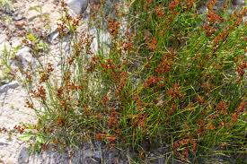 Attēlu rezultāti vaicājumam “Juncus effusus fruit”