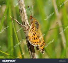 Attēlu rezultāti vaicājumam “Clossiana euphrosyne”