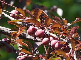 Attēlu rezultāti vaicājumam “Prunus cerasifera fruit”