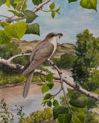 Image result for Coccyzus erythropthalmus