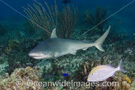 Image result for Carcharhinus acronotus
