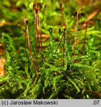 Attēlu rezultāti vaicājumam “Sanionia uncinata”