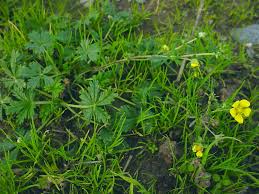 Attēlu rezultāti vaicājumam “Potentilla reptans flower”