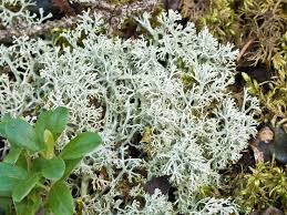 Attēlu rezultāti vaicājumam “Cladonia mitis”