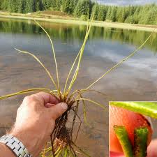 Attēlu rezultāti vaicājumam “Isoetes lacustris”