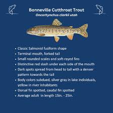 Image result for Oncorhynchus clarkii