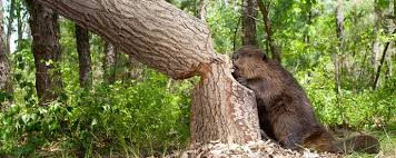 Image result for Beaver Sc