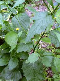 Attēlu rezultāti vaicājumam “Lapsana communis flower”