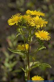 Attēlu rezultāti vaicājumam “Inula britannica flower”