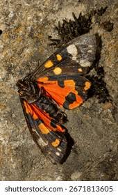 Attēlu rezultāti vaicājumam “Callimorpha dominula imago”