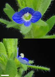 Attēlu rezultāti vaicājumam “Veronica arvensis flower”