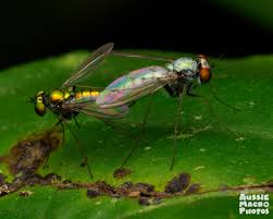 Attēlu rezultāti vaicājumam “Dolichopodidae”
