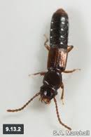 Attēlu rezultāti vaicājumam “Dendrophagus crenatus”