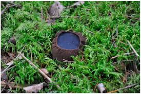 Attēlu rezultāti vaicājumam “Sarcosoma globosum”