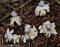 Attēlu rezultāti vaicājumam “Geastrum quadrifidum”