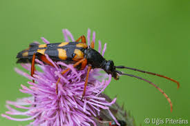 Attēlu rezultāti vaicājumam “Strangalia attenuata”