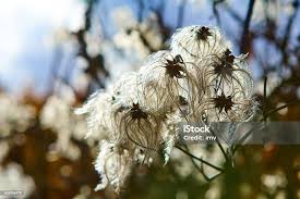 Attēlu rezultāti vaicājumam “Clematis fruit”
