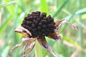 Attēlu rezultāti vaicājumam “Microbotryum tragopogonis - pratensis”