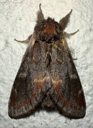 Attēlu rezultāti vaicājumam “Notodonta dromedarius”