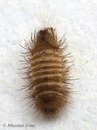 Attēlu rezultāti vaicājumam “Anthrenus scrophulariae”